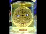 "Your Brain Speaking"